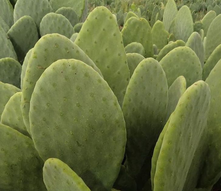 champ de cactus